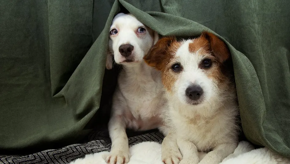 ¿Sabías que a los perros también les gusta el chisme? Un estudio revela el aprendizaje a escondidas de nuestras mascotas