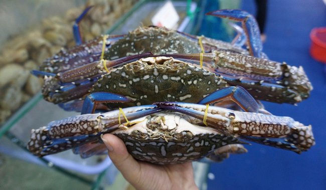 Se modifica veda de cangrejo azul en Veracruz Se modifica veda de cangrejo azul en Veracruz