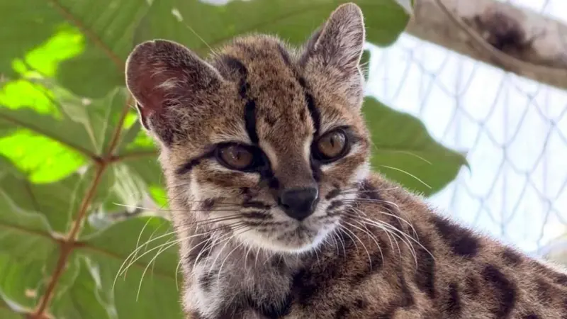 Tilcayo, la primera especie de gato salvaje hallada en más de 100 años y de la que solo se conoce un ejemplar