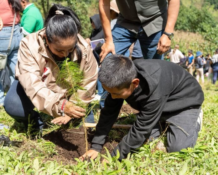 Sedema y Alpatláhuac reforestan 55.5 hectáreas en las Altas Montañas